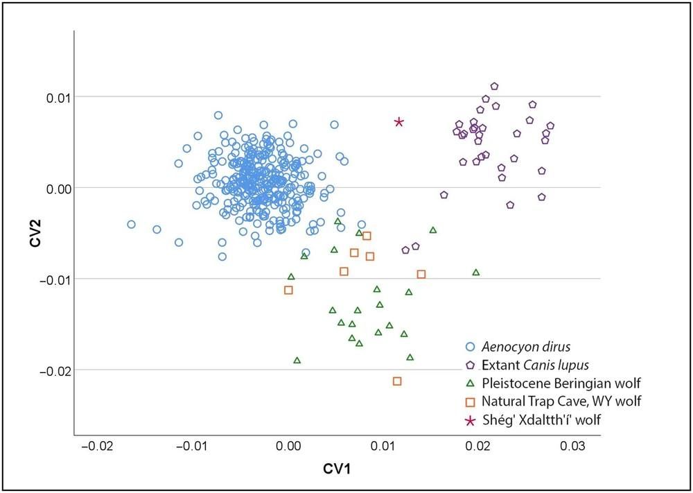 A scatter plot with colored clouds of points for dire wolves, modern wolves and Pleistocene wolves and a single red star marking the Alaskan jaw.
