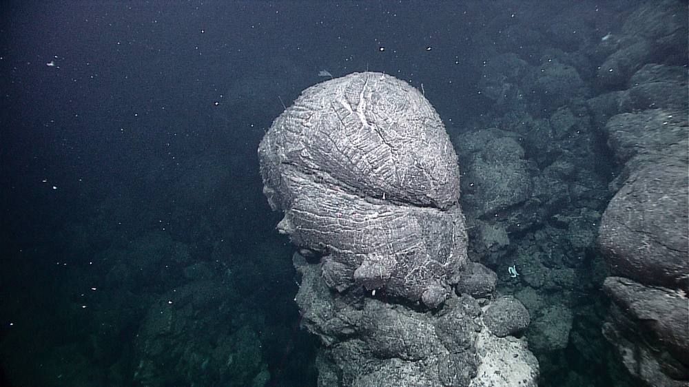A rounded, gray, ridged lobe of rock rising from a dark volcanic seafloor with other rocks behind it.