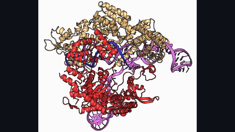 A ribbon-style molecular rendering of a large protein in gold and red wrapped around coils of blue and purple nucleic acid on a white background.