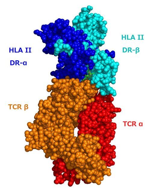 Space-filling computer model of a T cell receptor, with alpha chain in red and beta chain in orange, bound to an HLA class II molecule in blue and cyan.