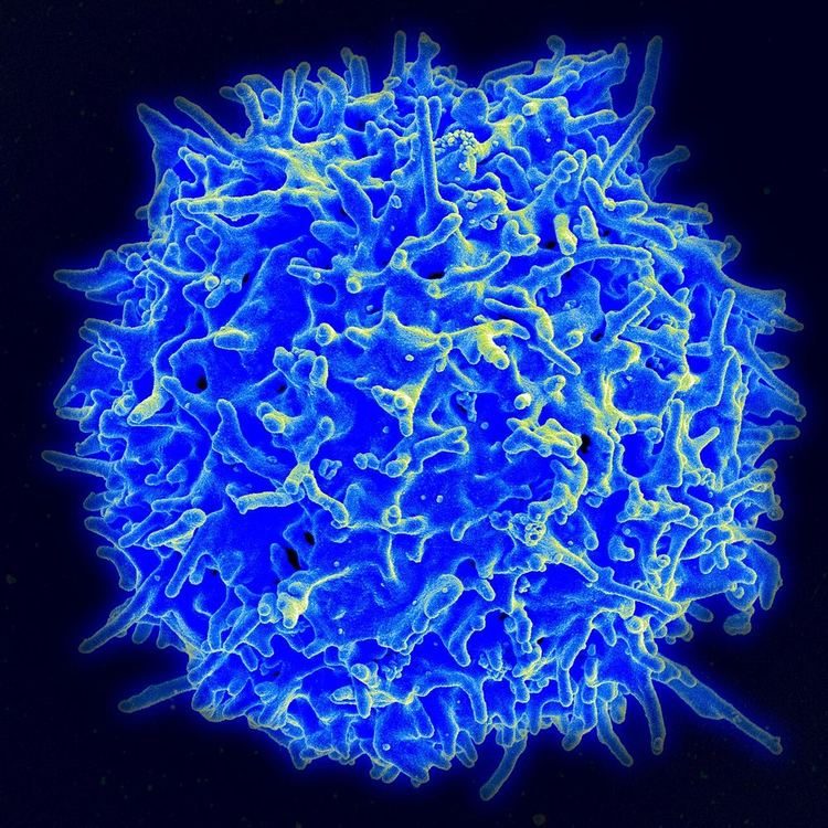 Scanning electron micrograph of a healthy human T cell, colored blue, with a ruffled surface covered in short projections.
