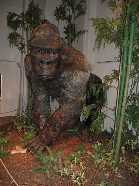 Museum model of the giant ape Gigantopithecus blacki.